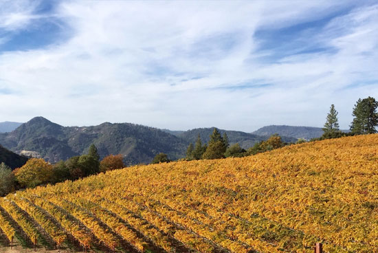 Candlestick Ridge Vineyard - Vineyard 36